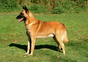 Trending: Belgian Shepherd Dog-Malinois