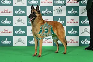 Thursday Prints: Belgian Shepherd Dog (Malinois) Best of Breed Crufts 2026