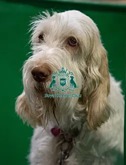 Italian Spinone Prints: Bella, an Italian Spinone from Kent who was competing today (Saturday 08/03/25)