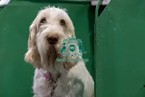 Italian Spinone Prints: Bella, an Italian Spinone who was competing today (Saturday 08/03/25)