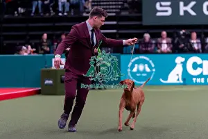 Hungarian Vizsla Prints: Bence Kantor from Buddhakalasz