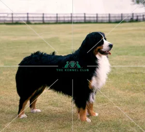 Bernese Mountain Dog