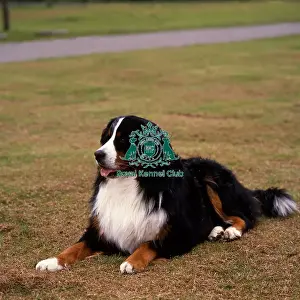 Working Group Prints: Bernese Mountain Dog