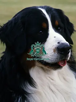 Bernese Mountain Dog
