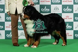 Thursday Prints: Bernese Mountain Dog Best of Breed Crufts 2026