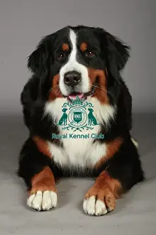 Bernese Mountain Dog, Crufts 2013, working group, portrait, nick ridley, KCPL, stock images