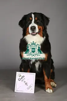 Bernese Mountain Dog, Crufts 2013, working group, nick ridley, portrait, certificate