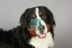 Nick Ridley Prints: Bernese Mountain Dog, Crufts 2013, working dog, nick ridley, stock images, KCPL, portrait