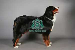 Nick Ridley Prints: Bernese Mountain Dog, Crufts 2013, working group, nick ridley, portait, KCPL, stock images