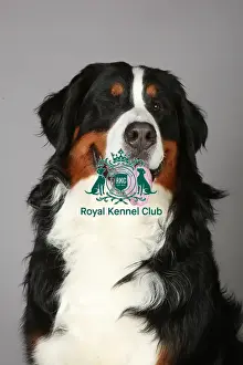 Crufts 2013 Prints: Bernese Mountain Dog, Crufts 2013, working group, portrait, nick ridley, stock images