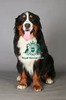 Bernese Mountain Dog, Crufts 2013, KCPL_Stock