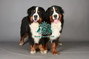 Crufts 2013 Prints: Bernese Mountain Dog, Crufts 2013, KCPL_Stock