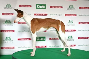 Collections: Crufts 2014