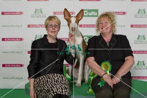 Best of Breed 2014 Ibizan Hound