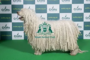 Best of Breed 2022 Komondor