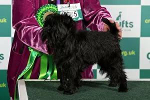Images Dated: Best of Breed Affenpinscher Crufts 2023