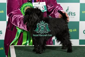 Best of Breed Affenpinscher Crufts 2023