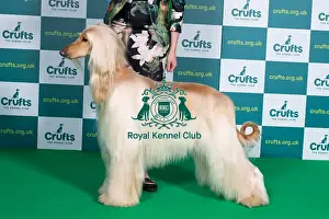 Best of Breed Afghan Hound Crufts 2022