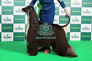 Best of Breed Afghan Hound Crufts 2023