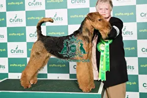 Best of Breed Airedale Terrier Crufts 2022
