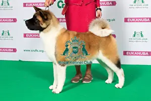Best of Breed AKITA