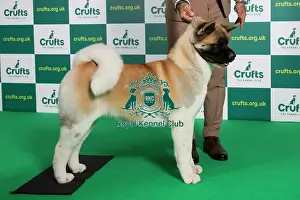 Best of Breed Akita Crufts 2023