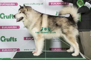 Best of Breed Alaskan Malamute