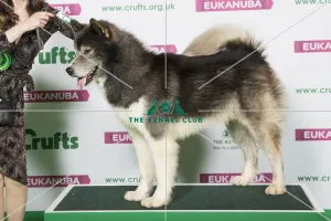 Best of Breed ALASKAN MALAMUTE