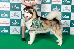 Best of Breed Alaskan Malamute 2025