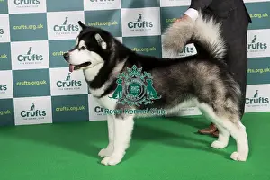 Best of Breed Alaskan Malamute Crufts 2022