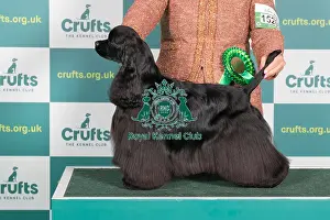 Best of Breed American Cocker Spaniel Crufts 2022