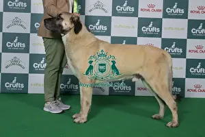 Anatolian Shepherd Dog Prints: Best of Breed Anatolian Shepherd Dog 2025