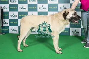 Best of Breed ANATOLIAN SHEPHERD DOG Crufts 2022