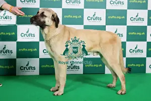 Best of Breed ANATOLIAN SHEPHERD DOG (NONCC) Crufts 2023