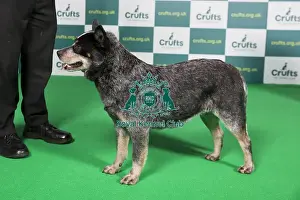 Best of Breed Australian Cattle Dog Crufts 2022