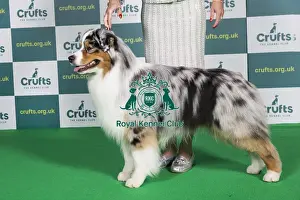 Best of Breed Australian Shepherd Crufts 2022