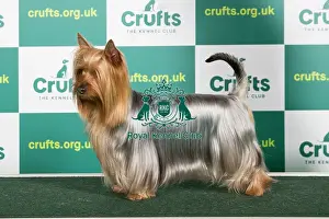 Best of Breed Australian Silky Terrier Crufts 2023