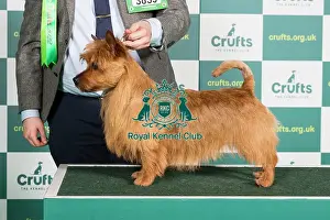 Best of Breed Australian Terrier Crufts 2022