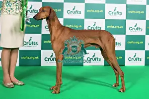 Best of Breed AV Import Azawakh Crufts 2023