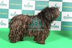 Best of Breed AV import pastoral Bergamasco
