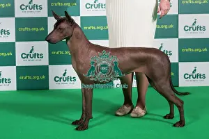 Best of Breed Av Import XOLOITZCUINTLE Crufts 2023
