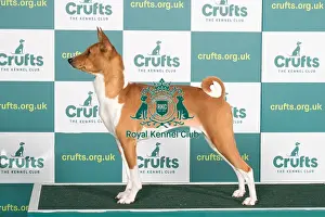 Best of Breed Basenji Crufts 2022