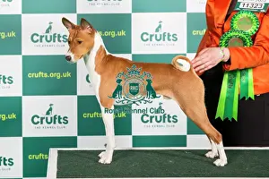 Best of Breed BASENJI Crufts 2023