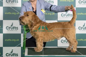 Basset fauve sales de bretagne club