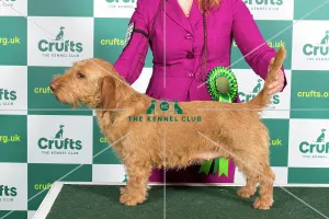 Basset fauve sales de bretagne club