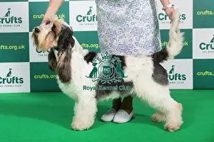 Best of Breed BASSET GRIFFON VENDEEN (GRAND) Crufts 2023