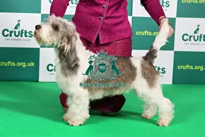 Best of Breed BASSET GRIFFON VENDEEN (PETIT) Crufts 2023