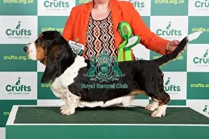 Best of Breed Basset Hound Crufts 2023