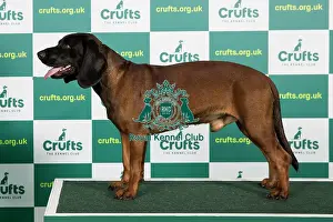 Best of Breed BAVARIAN MOUNTAIN HOUND (IMP) Crufts 2023