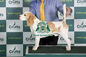 Best of Breed Beagle Crufts 2022